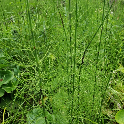 water horsetail