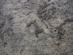 Ellipes minuta