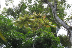 Jagera madida