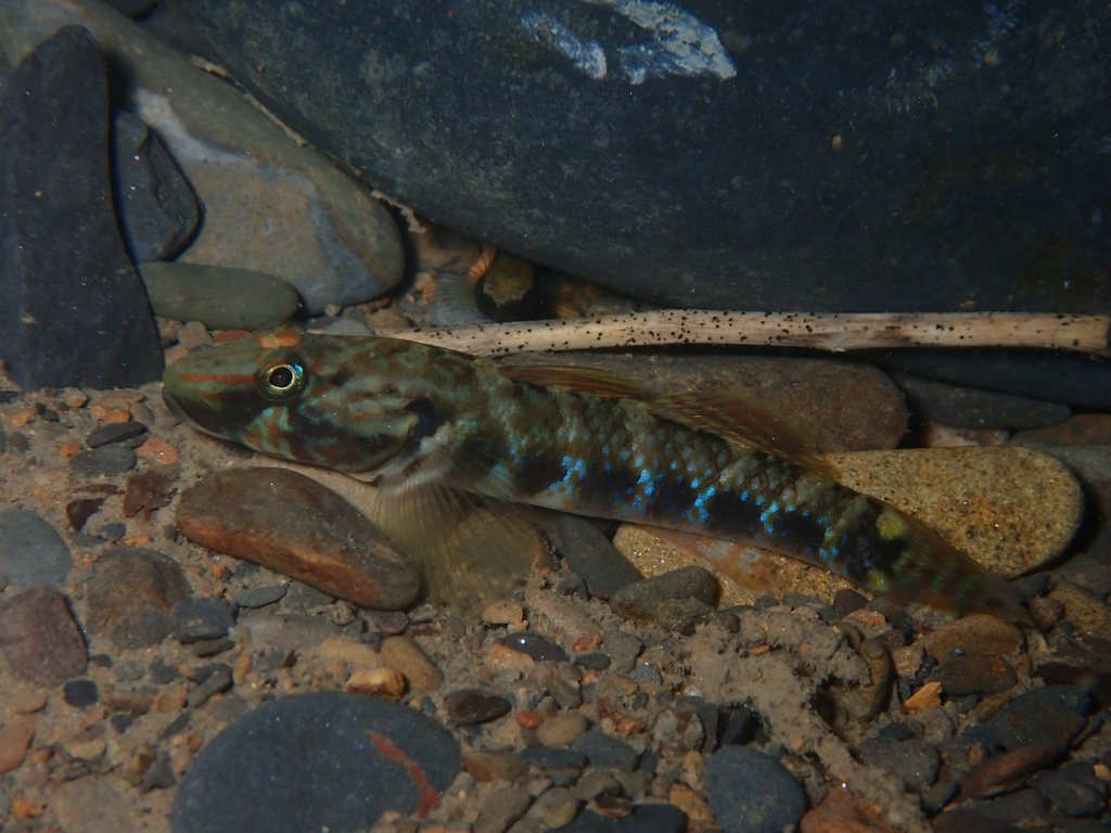 Formosa Brook Goby
