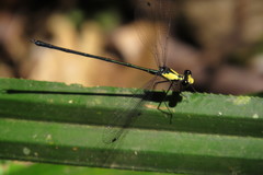 Austroargiolestes aureus