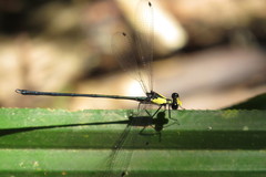 Austroargiolestes aureus