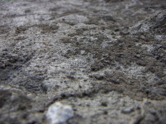 Ellipes minuta
