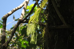 Phlegmariurus phlegmaria