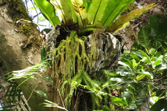 Phlegmariurus phlegmaria