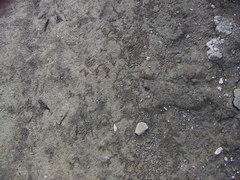 Ellipes minuta