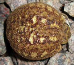 Breviceps adspersus