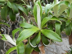 Macrolearia angustifolia
