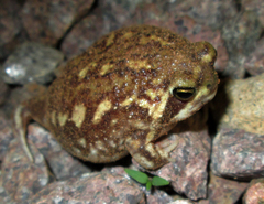 Breviceps adspersus