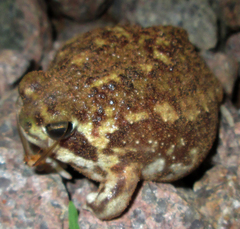 Breviceps adspersus
