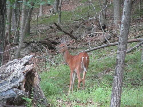 White-tailed Deer photographed in Missouri