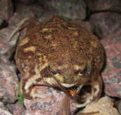 Breviceps adspersus