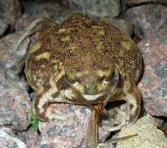 Breviceps adspersus
