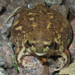 Breviceps adspersus