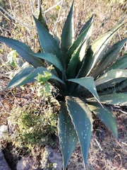 Agave hookeri