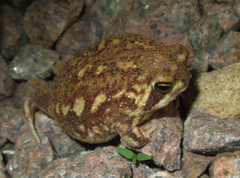 Breviceps adspersus