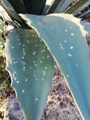 Agave hookeri