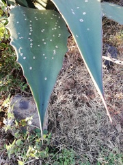 Agave hookeri