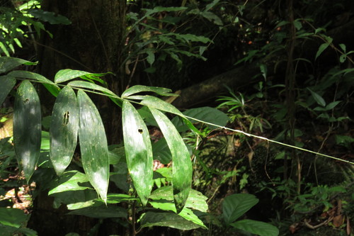 Image of Calamus vitiensis by (c) coenobita, some rights reserved (CC BY)