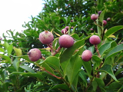 Syzygium acuminatissimum