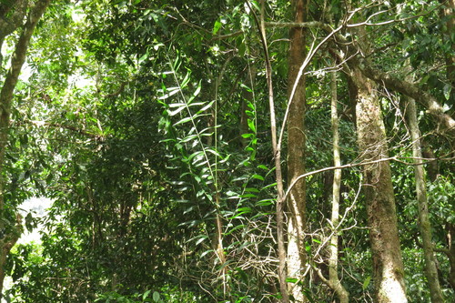 Image of Calamus vitiensis by (c) coenobita, some rights reserved (CC BY)