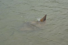 Myliobatis tenuicaudatus
