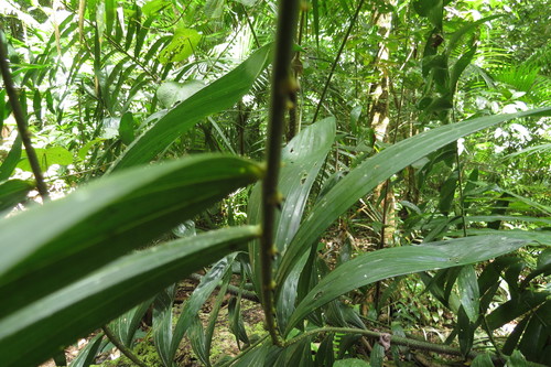 Image of Calamus vitiensis by (c) coenobita, some rights reserved (CC BY)