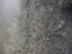 Ellipes minuta