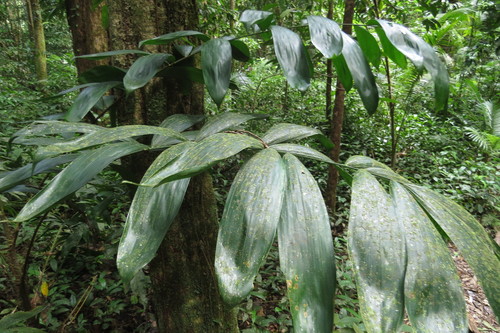 Calamus ledermannianus