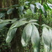 Calamus vitiensis - Photo (c) coenobita, algunos derechos reservados (CC BY), subido por coenobita