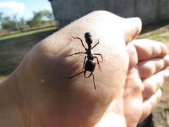 Plectroctena mandibularis