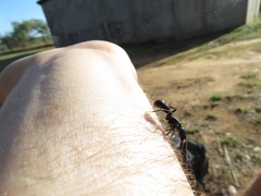 Plectroctena mandibularis