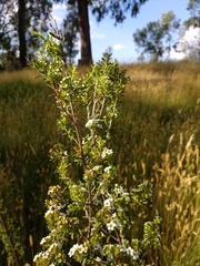 Leptospermum lanigerum