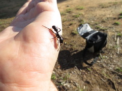 Plectroctena mandibularis