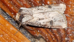 Agrotis denticulosus
