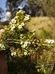 Leptospermum lanigerum
