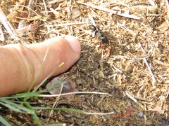 Plectroctena mandibularis