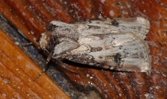 Agrotis denticulosus