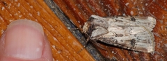 Agrotis denticulosus