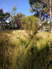 Leptospermum lanigerum