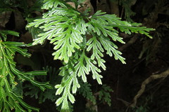 Selaginella longipinna