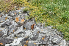 Danaus plexippus
