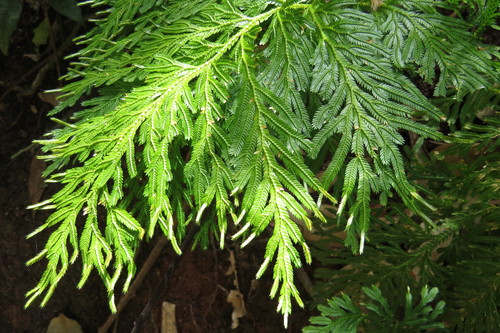 Image of Selaginella longipinna by (c) coenobita, some rights reserved (CC BY)
