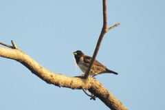 Spermestes cucullata scutata