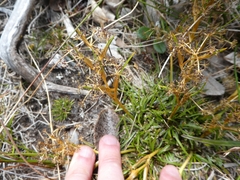 Aciphylla traillii