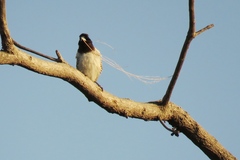 Spermestes cucullata scutata