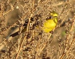 Crithagra flaviventris