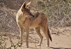 Lupulella mesomelas mesomelas