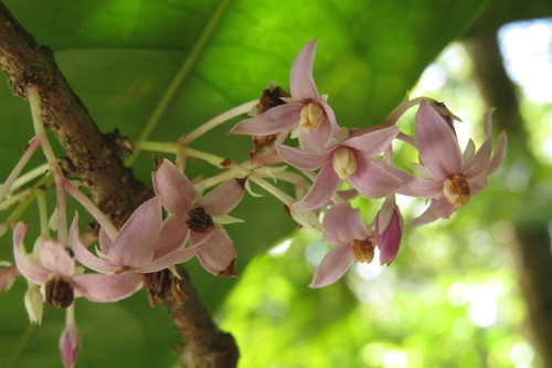 Chionanthus sleumeri (Chionanthus sleumeri)