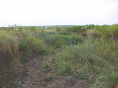 Ellipes minuta